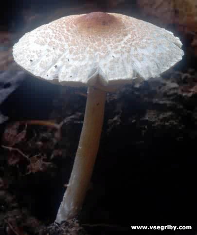 Характеристика съедобных и ядовитых грибов зонтиков с фото