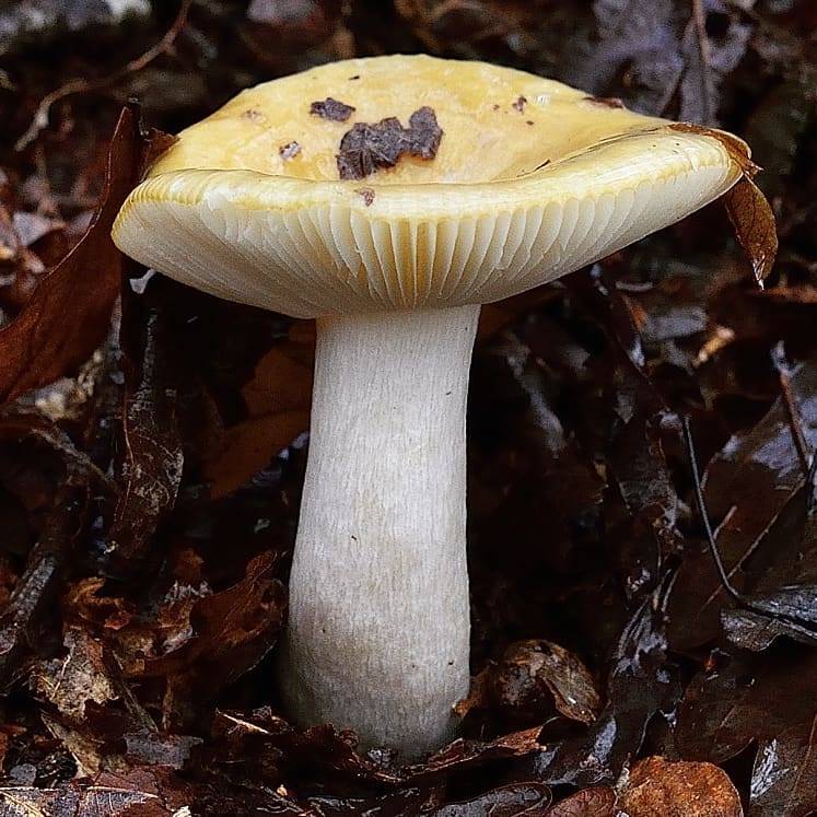 Сыроежка охристая (russula ochroleuca): фото и описание гриба