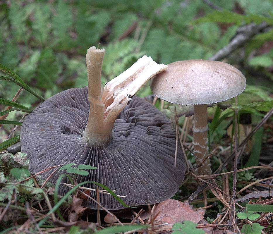 Строфария сине-зеленая: внешний вид гриба и места произрастания, возможность употребления в пищу
