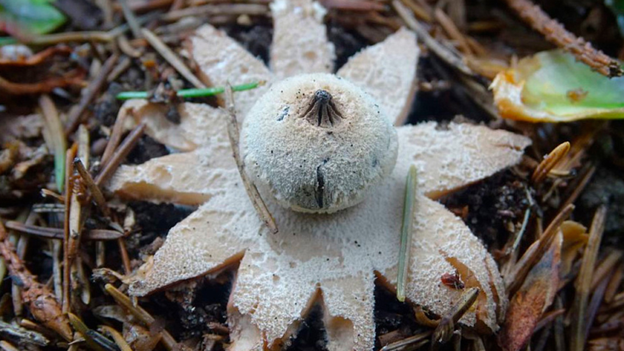 25 самых необычных грибов - удивительный мир животных