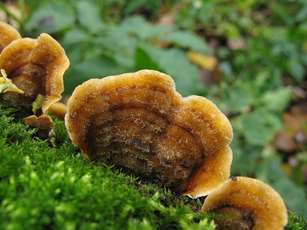Лечебные свойства гриба Стереум жёстковолосистый (Stereum hirsutum)