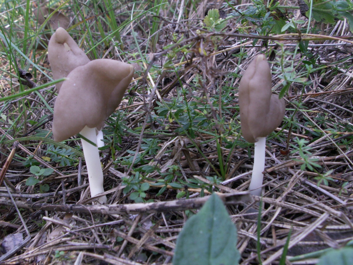 Самые необычные грибы — советы грибника