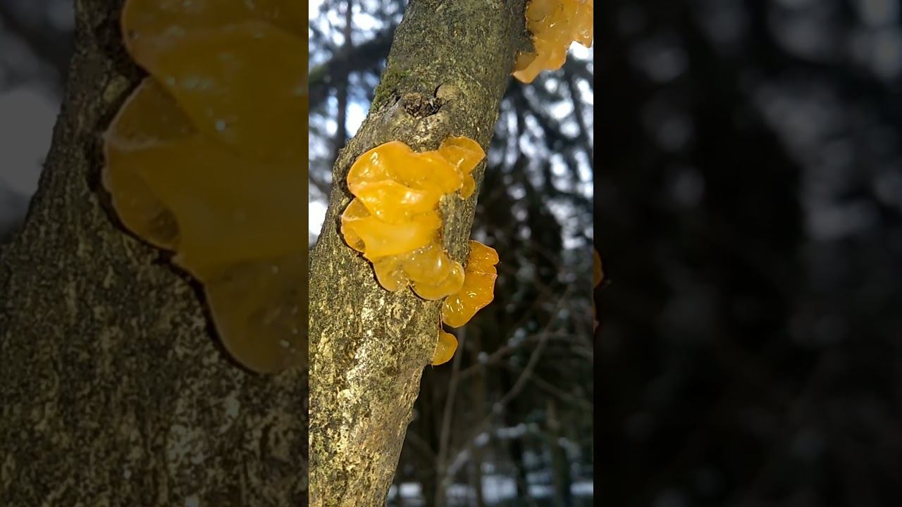 Дрожалка оранжевая (tremella mesenterica): как выглядит, где и как растет, съедобный или нет, как готовить