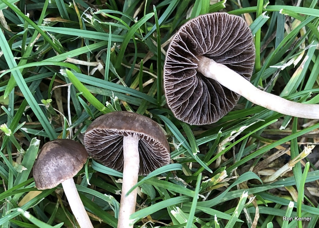 Панеолус полуяйцевидный (panaeolus semiovatus) – грибы сибири