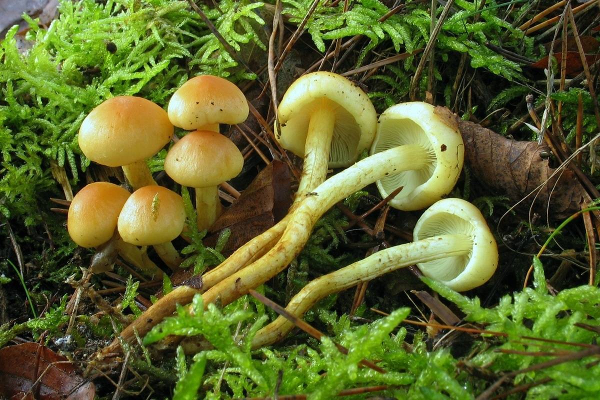 Ложноопенок серно-желтый - ядовитый гриб или нет, описание с фото.