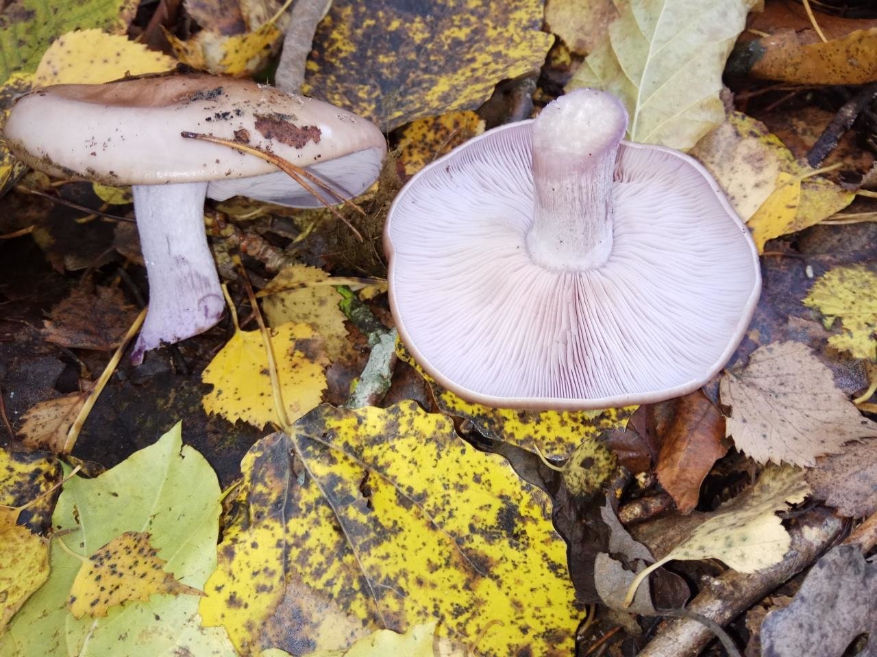 Описание гриба рядовка фиолетовая