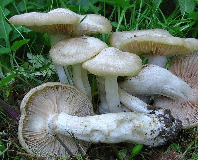 Весенние грибы (51 фото): названия съедобных, ядовитых, несъедобных, какие первые растут весной, сроки сбора, видео