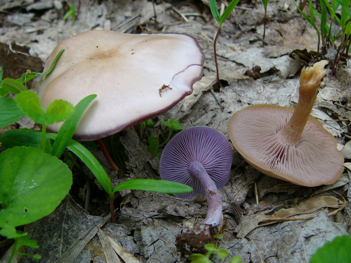 Сентябрьские грибы в подмосковье