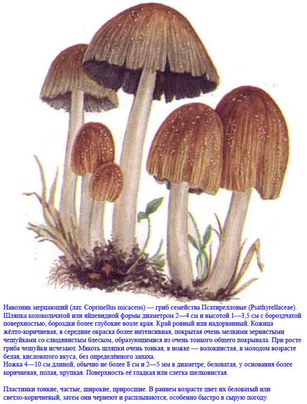 Навозничек рассеянный (coprinellus disseminatus) – грибы сибири