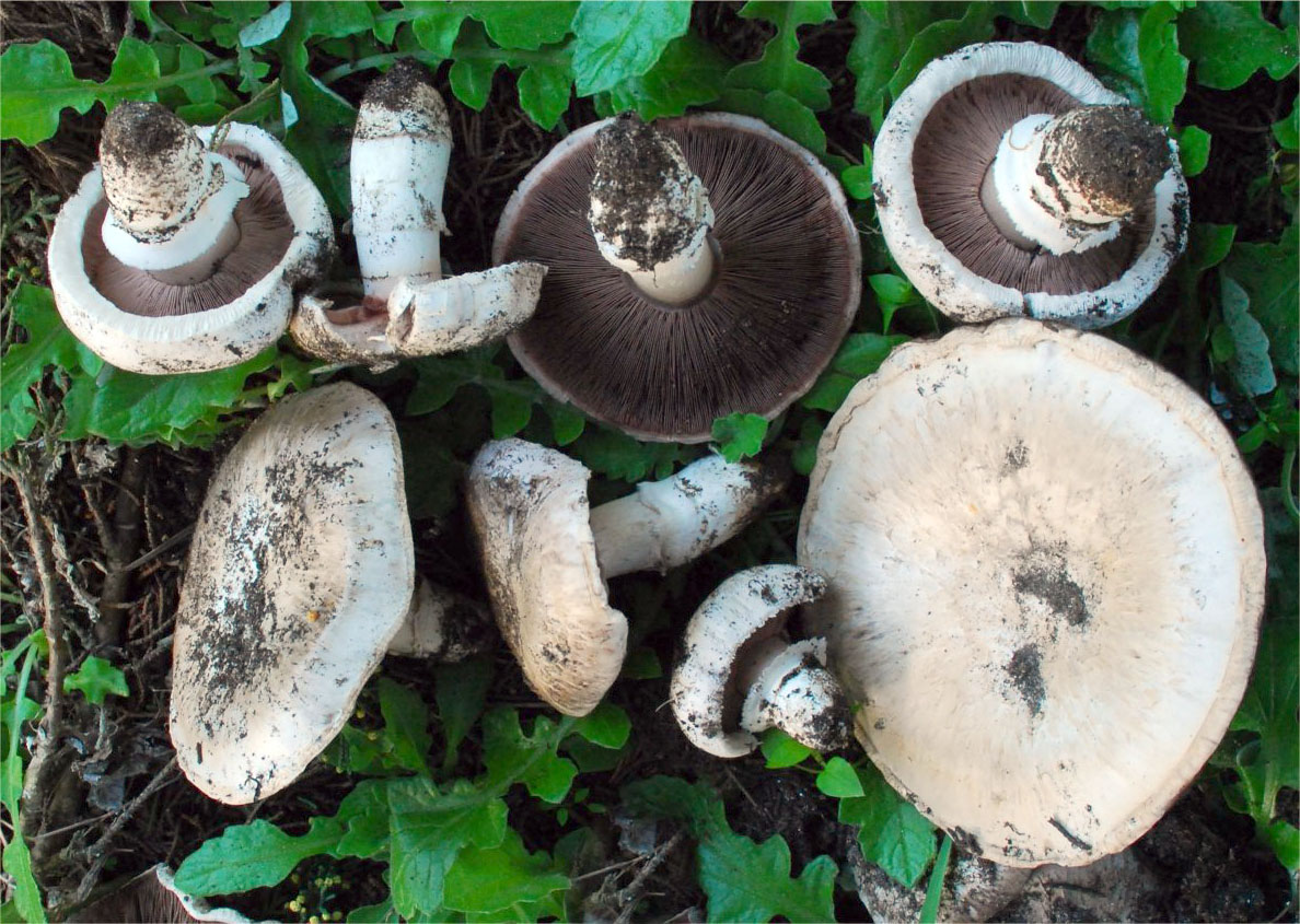 Шампиньон лесной (благушка, волчий гриб) - фото и описание, отличия от ложных шампиньонов