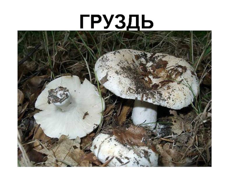 Описание гриба скрипицы, ее отличия  от сходных видов