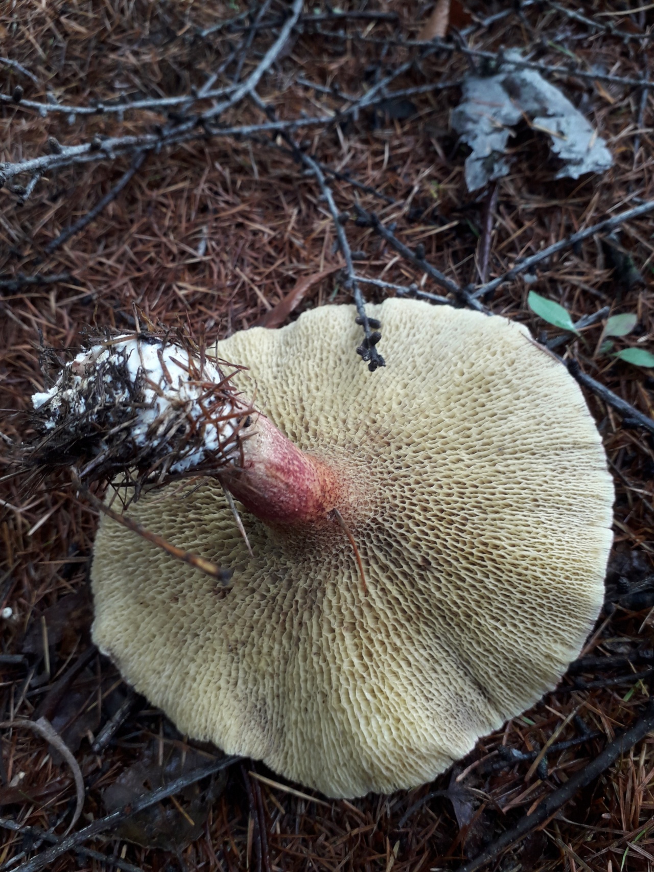 Список лесных съедобных грибов с фото, названиями и описанием. болетин болотный болотники грибы