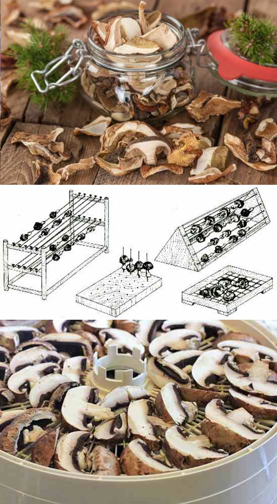 Как сушить грибы - сушка грибов в домашних условиях