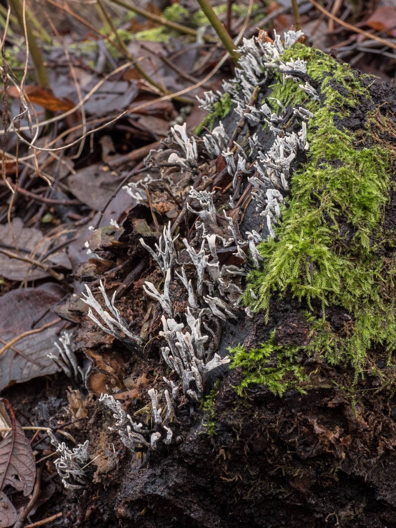 Страшная находка в лесу: гриб пальцы мертвеца