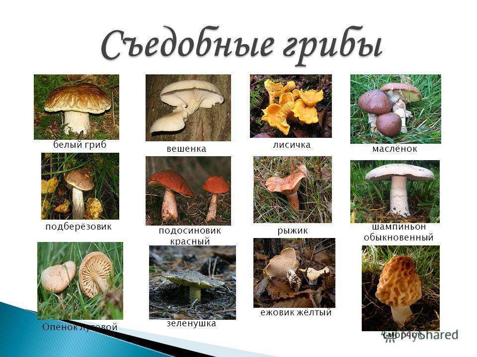 Луговые грибы: съедобные, ядовитые, названия, особенности, сроки плодоношения, географическое распространение