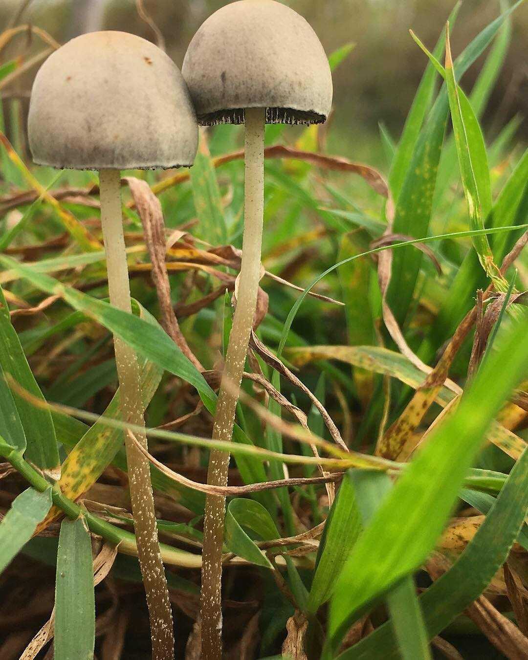 Гриб панеолус колокольчатый (навозник колокольчатый) - несъедобный гриб. описание, фото.