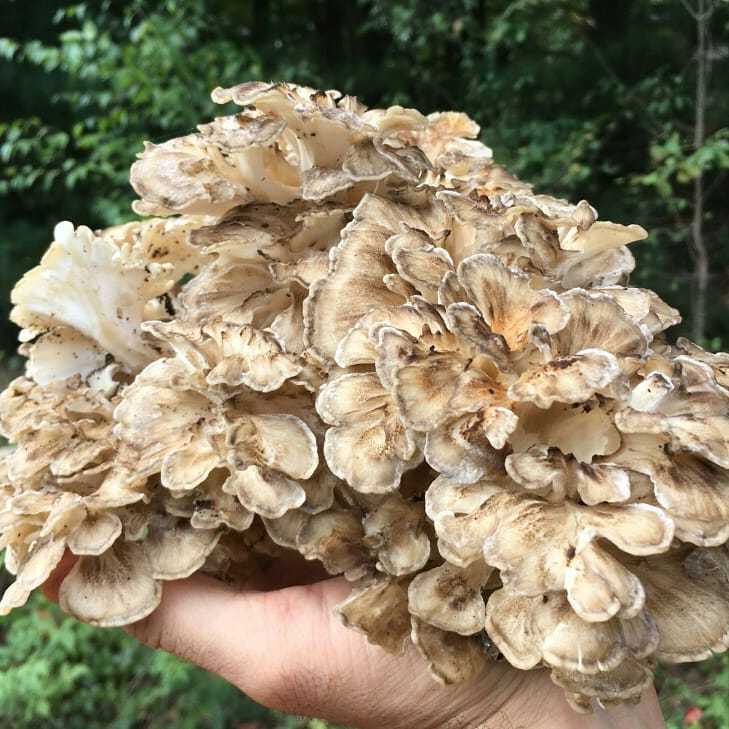 Лечебные свойства гриба баран и его описание (+21 фото)