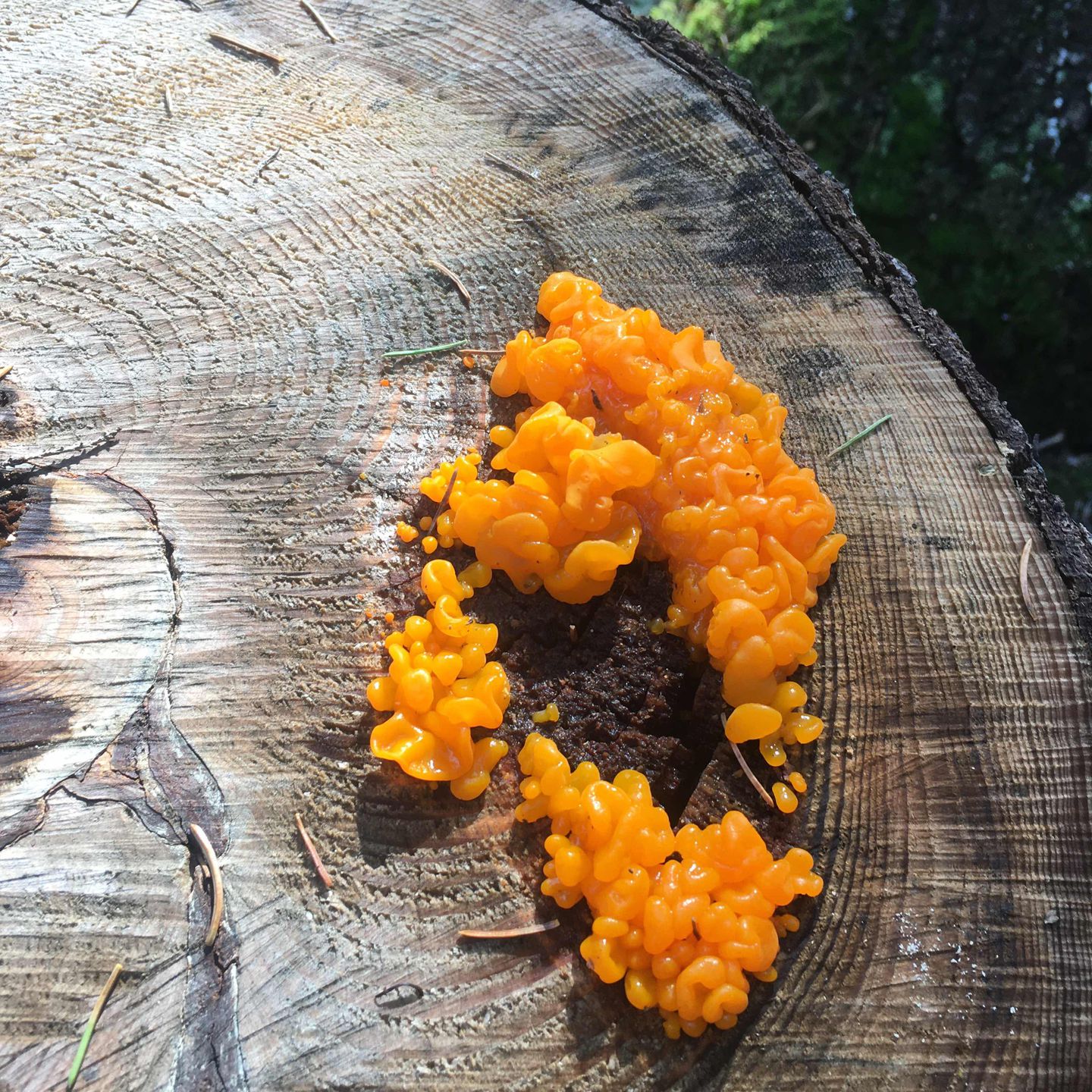 Дрожалка оранжевая - уникальный лечебный гриб