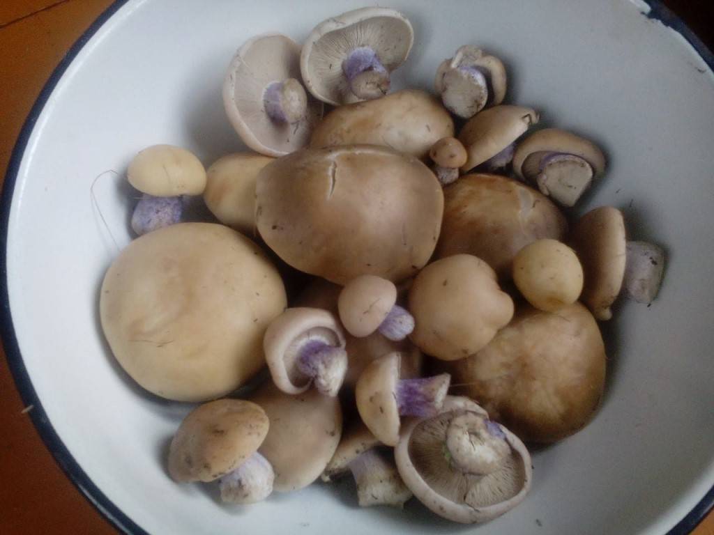 Как вкусно приготовить грибы синеножки на зиму? Самые лучшие рецепты!