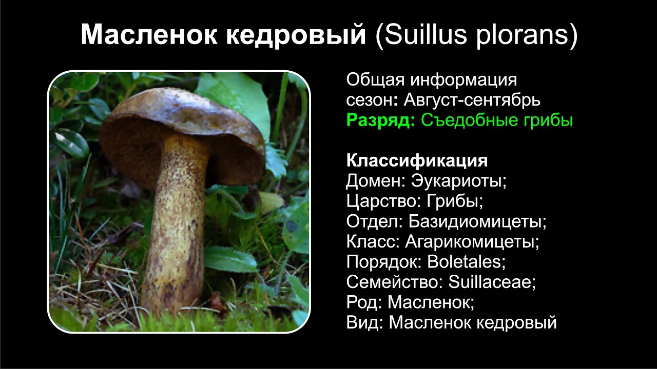 Маслёнок обыкновенный (suillus luteus): описание, где растет, как отличить, фото и сходные виды