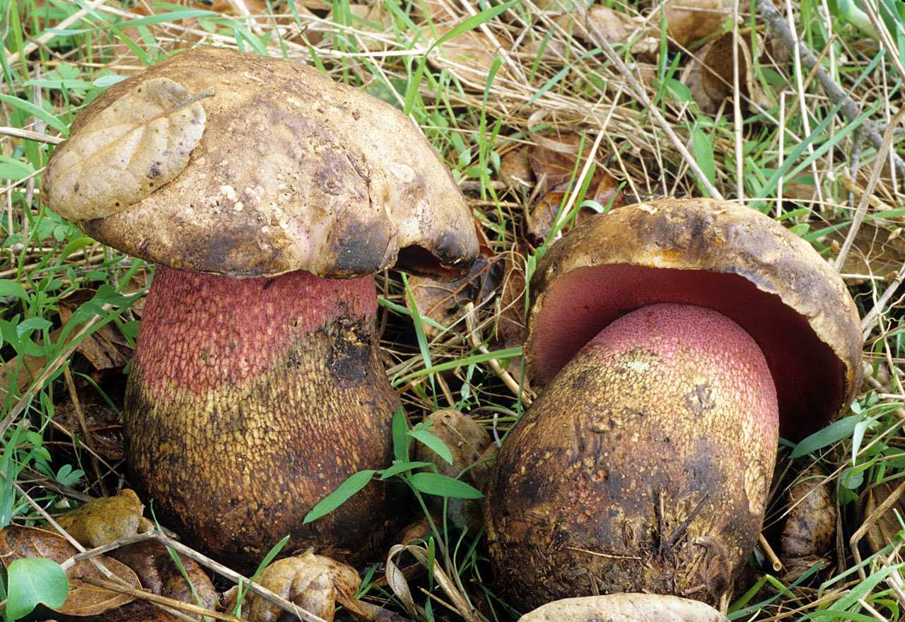 Боровик бронзовый – описание гриба