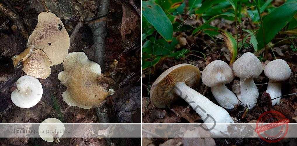 Черные грибы с темной шляпкой или ножкой, описание и где найти