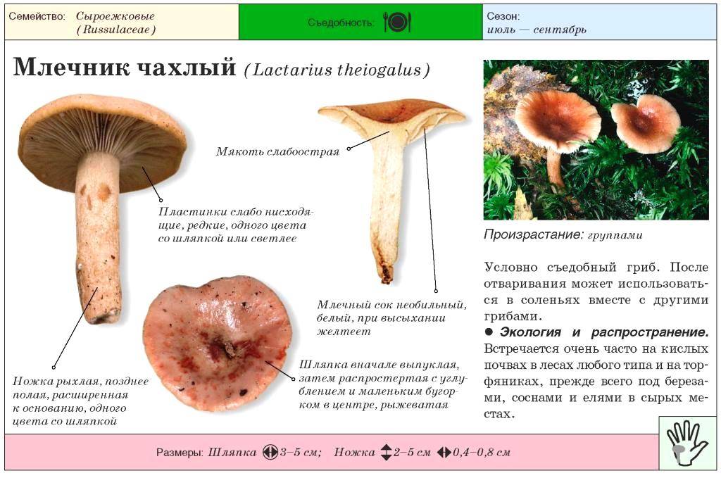 Млечники грибы: фото и описание, съедобные и несъедобные виды