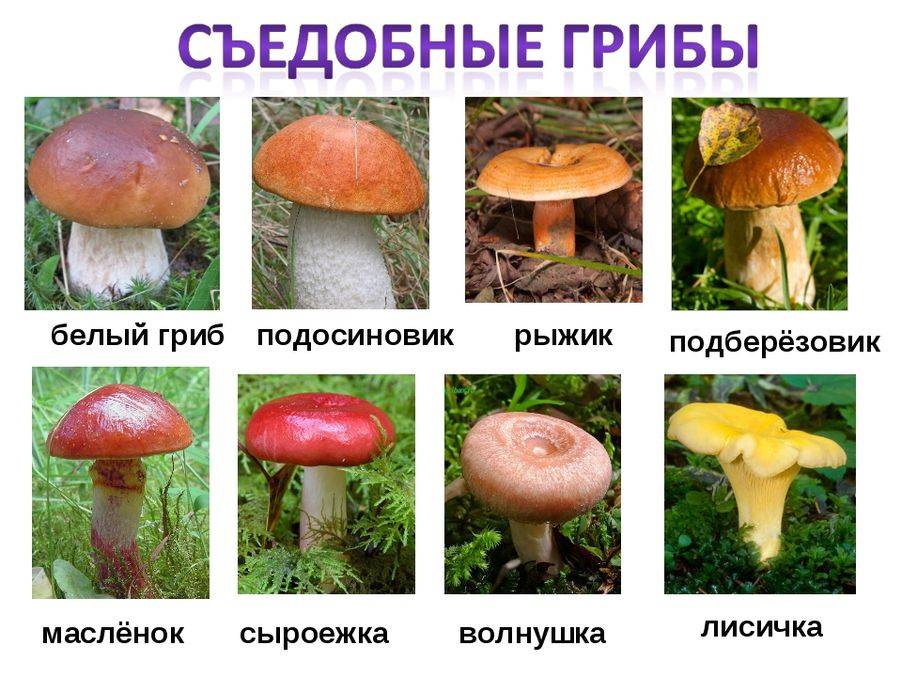 Пицца с грибами - энциклопедия грибов