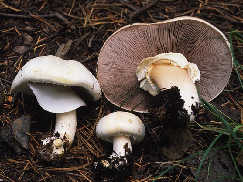 Королевский шампиньон (agaricus bisporus), двуспоровый или коричневый: фото, описание, как готовить и чем отличается гриб