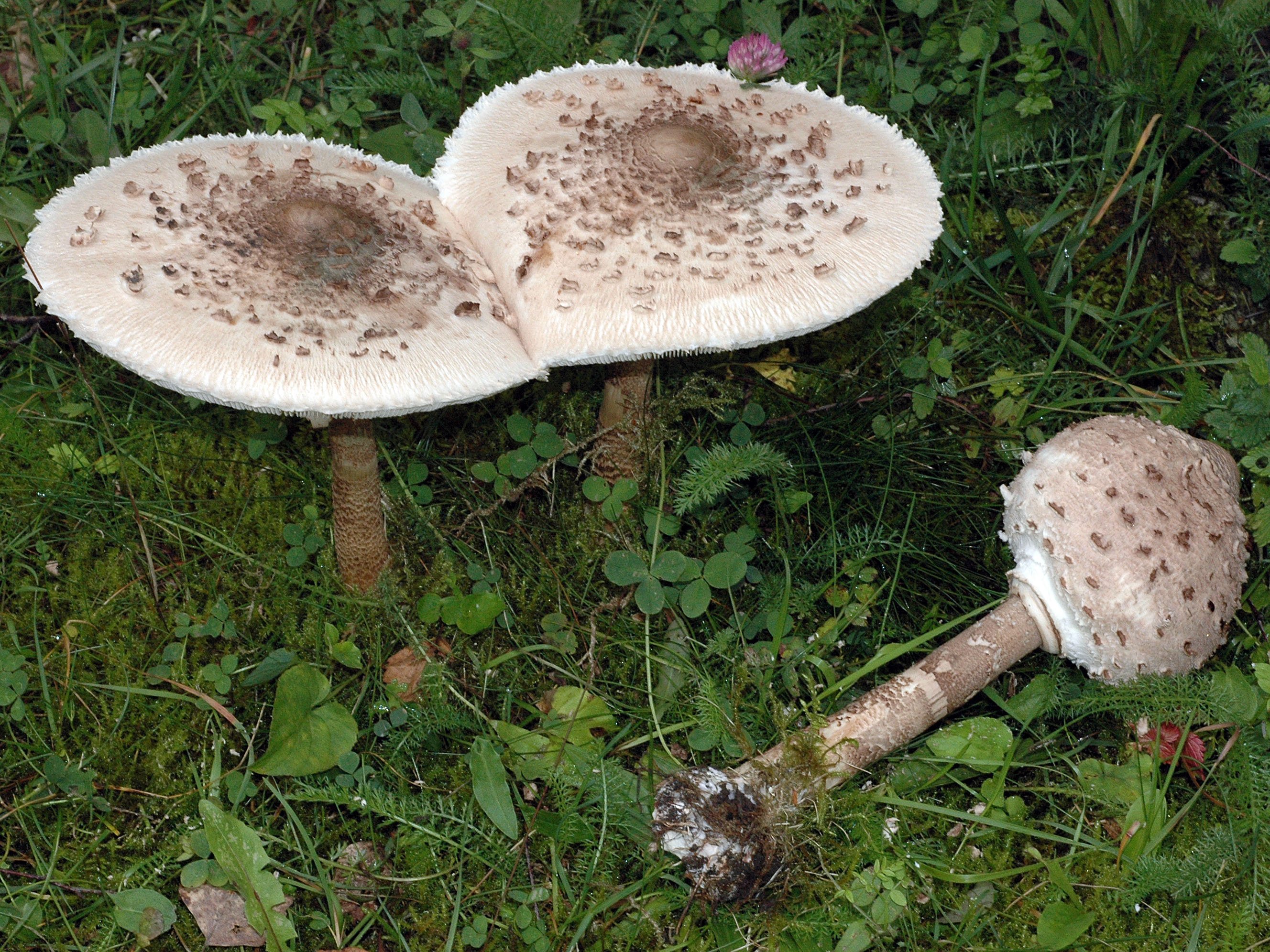 Гриб зонтик пестрый: съедобный и 5 видов опасных двойников с фото