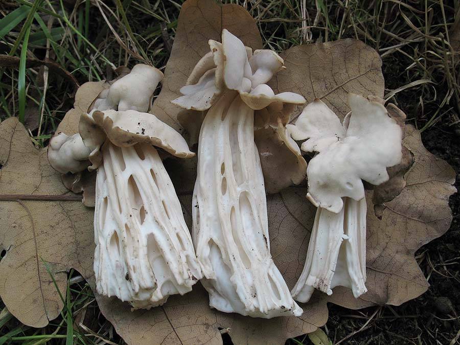 К. г. булгаковмалоизвестные съедобные грибы