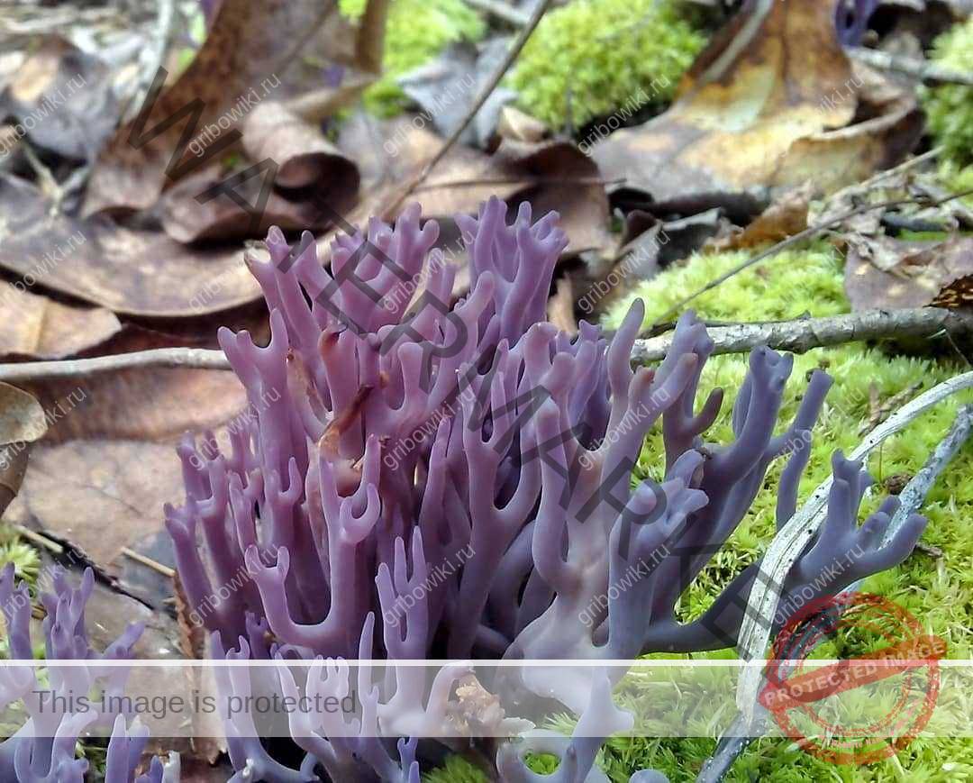 Съедобность грибов оленьи рожки и их описание (+22 фото) — викигриб