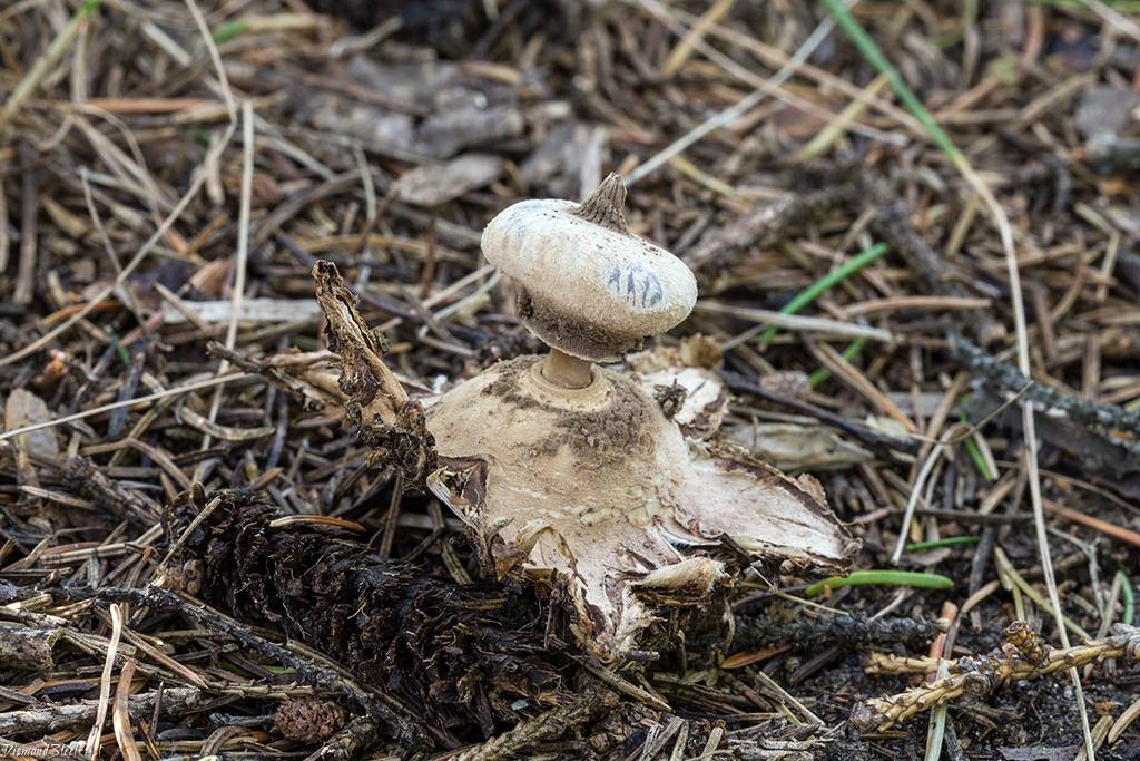 Самые необычные грибы, которые можно встретить в россии