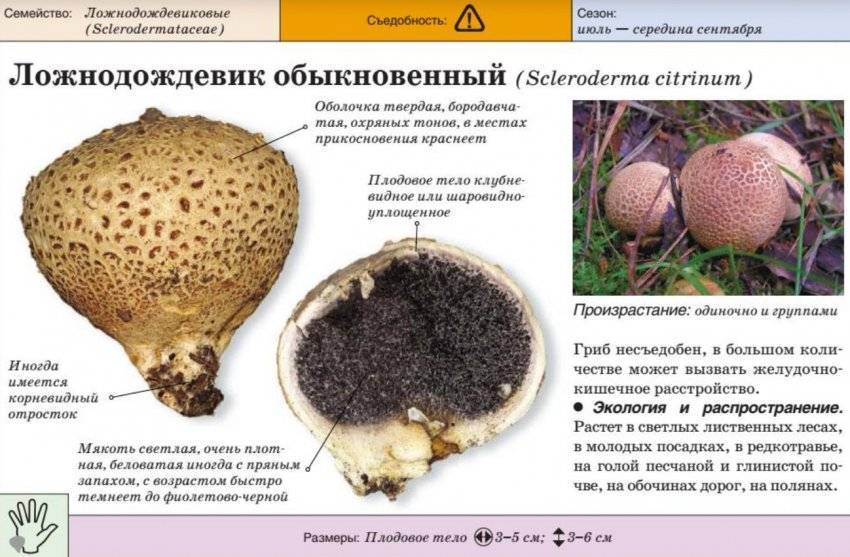 Ложный дождевик: фото и описание гриба, как выглядит и как отличить от обыкновенного, бородавчатого и ядовитого