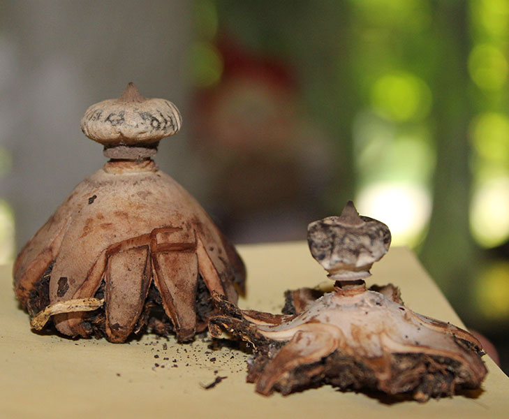 Самые необычные грибы на земле: (топ-13 самых причудливых)