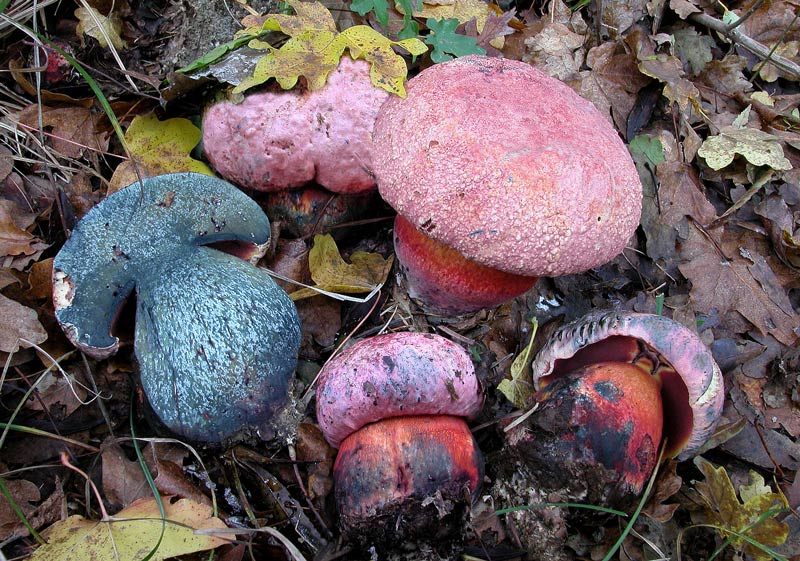 Боровик прекрасный — условно съедобный гриб | огородники