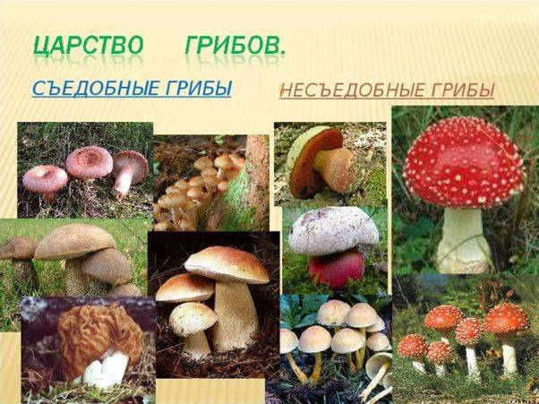 Съедобные грибы архангельской области фото и описание - дачный мир