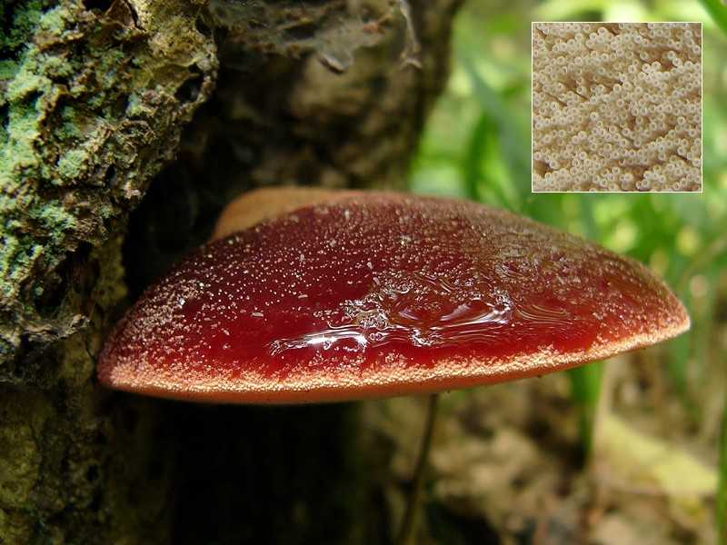 Печеночный гриб: +19 фото и описание, как мариновать? — викигриб