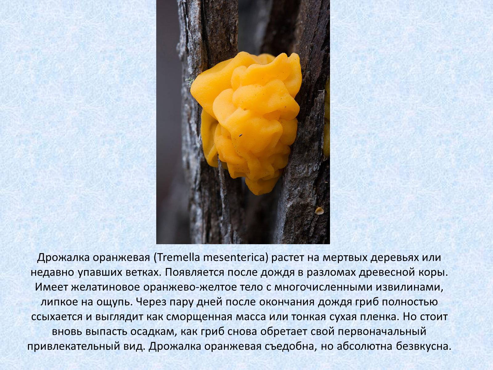 Дрожалка оранжевая (tremella mesenterica): описание, фото и рецепты