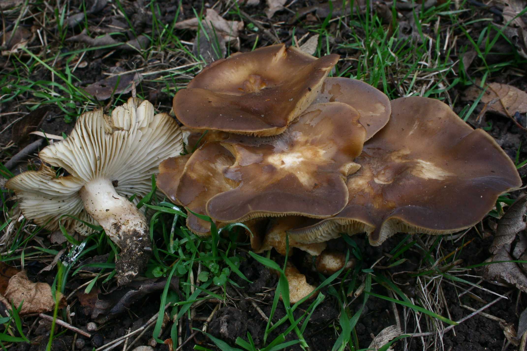 Виды грибов, растущих в тополях с фото и описанием