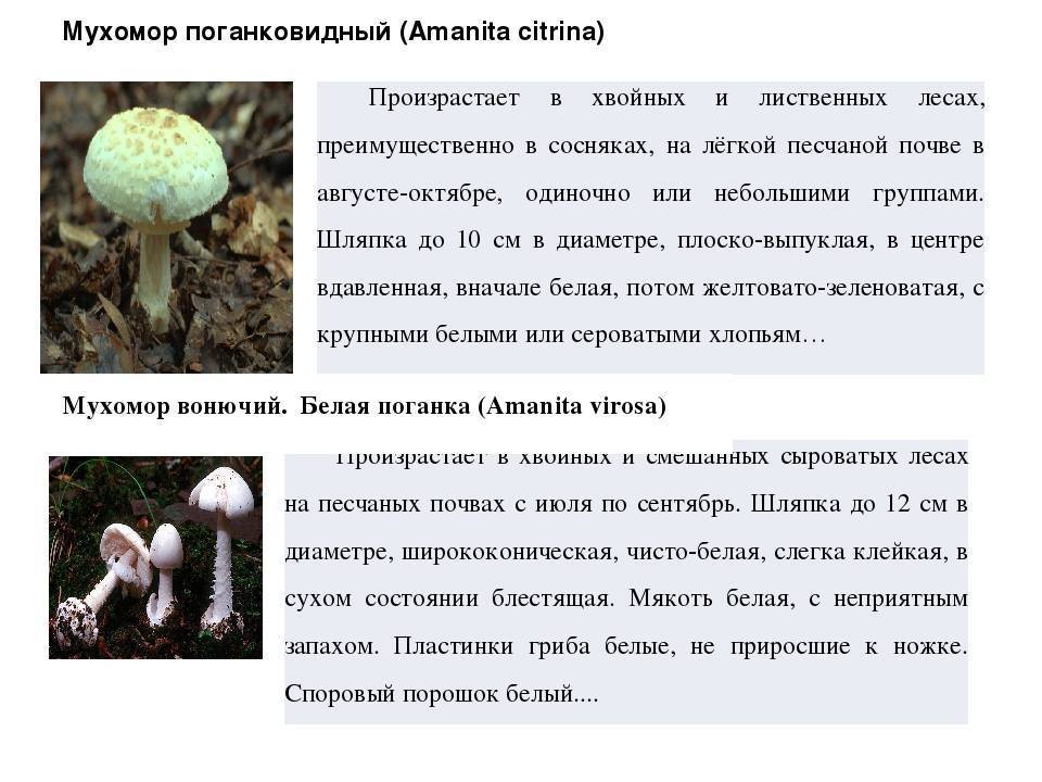 Бледная поганка: описание, фото, где растет, как отличить от съедобных грибов