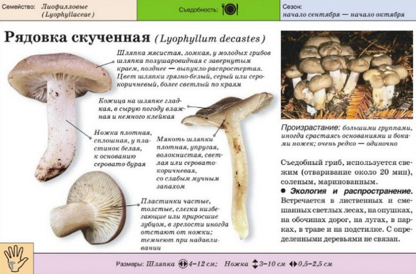 Мыльная рядовка: характерные особенности - грибы собираем