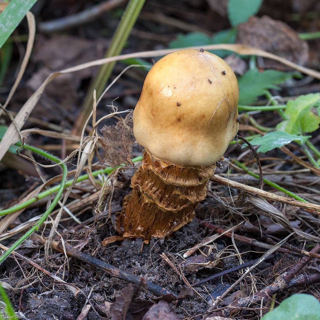 Паутинник порфироножковый (cortinarius porphyropus) – грибы сибири