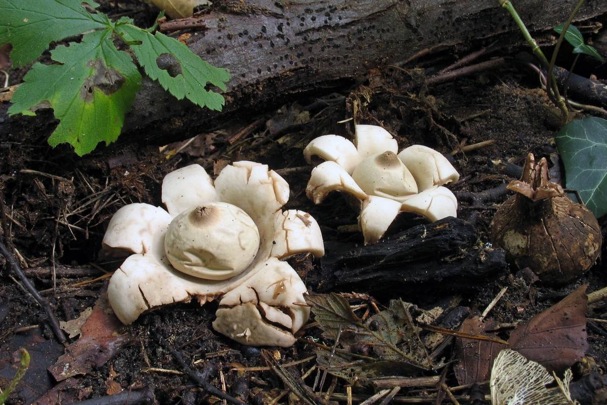 Самые необычные грибы, которые можно встретить в россии