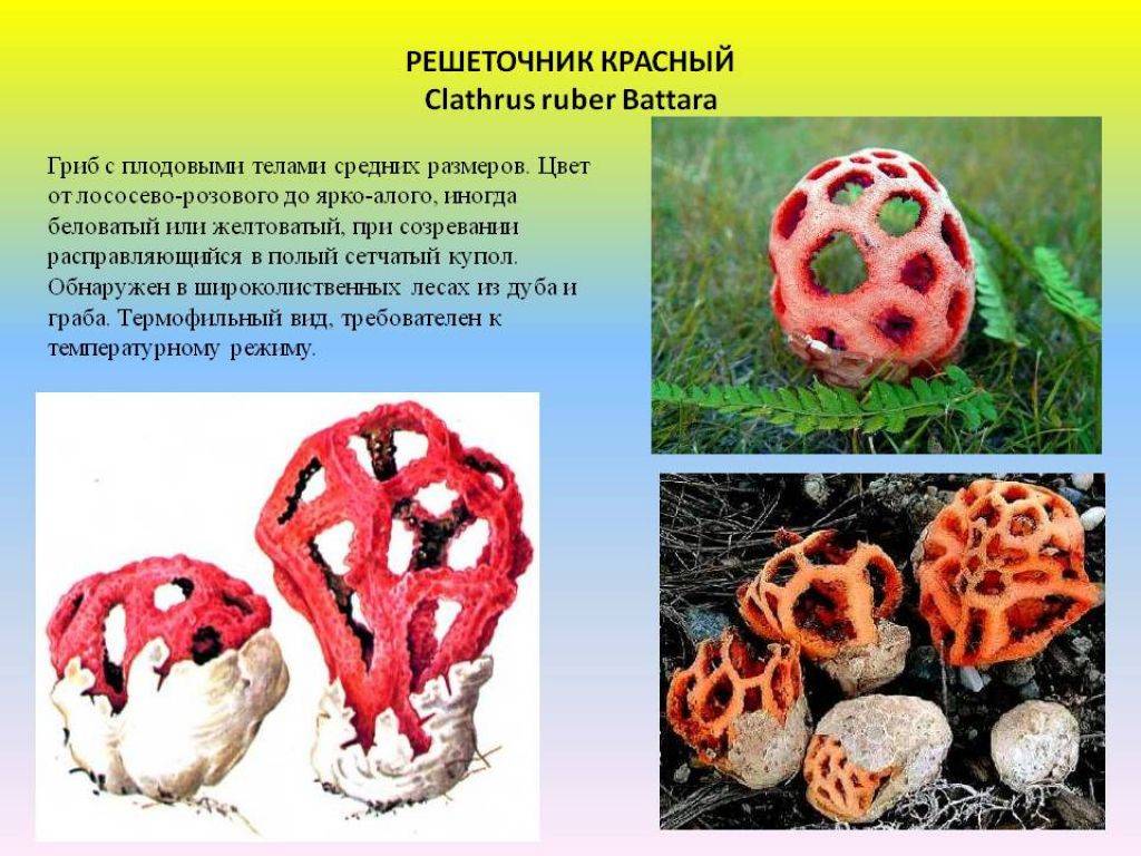 Что из себя представляет гриб Решеточник красный?