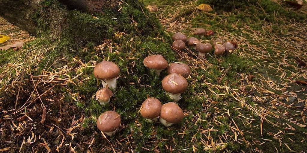 Когда собирать грибы маслята и где они растут