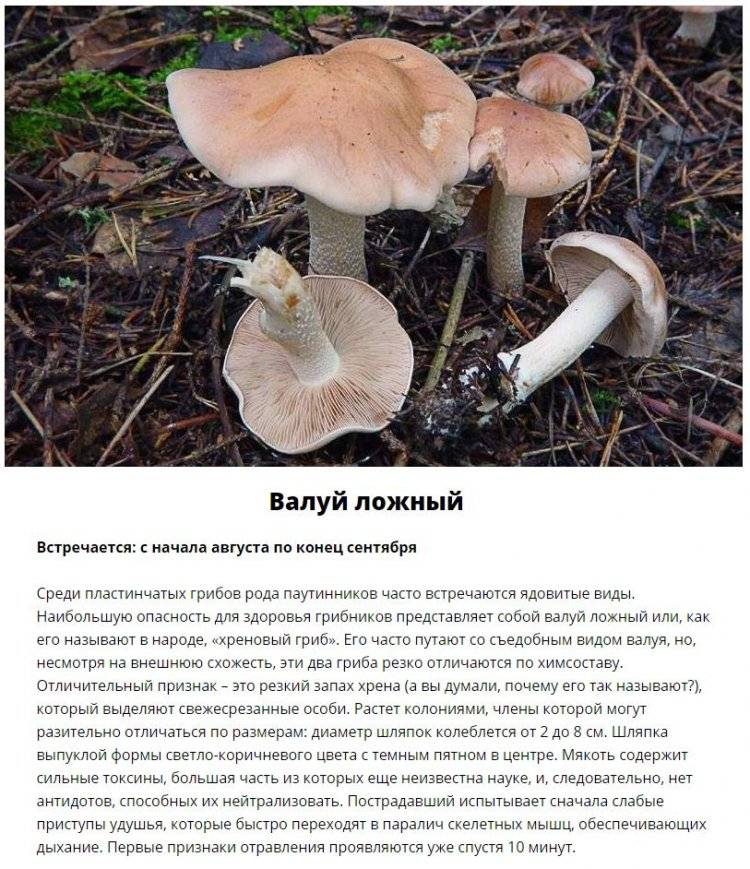 Какие грибы растут в башкирии: фото с названиями