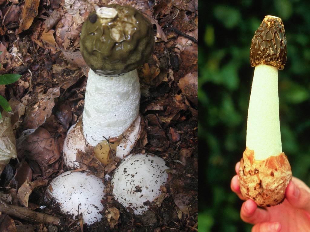 Лечебный гриб со странной внешностью — мутинус собачий
