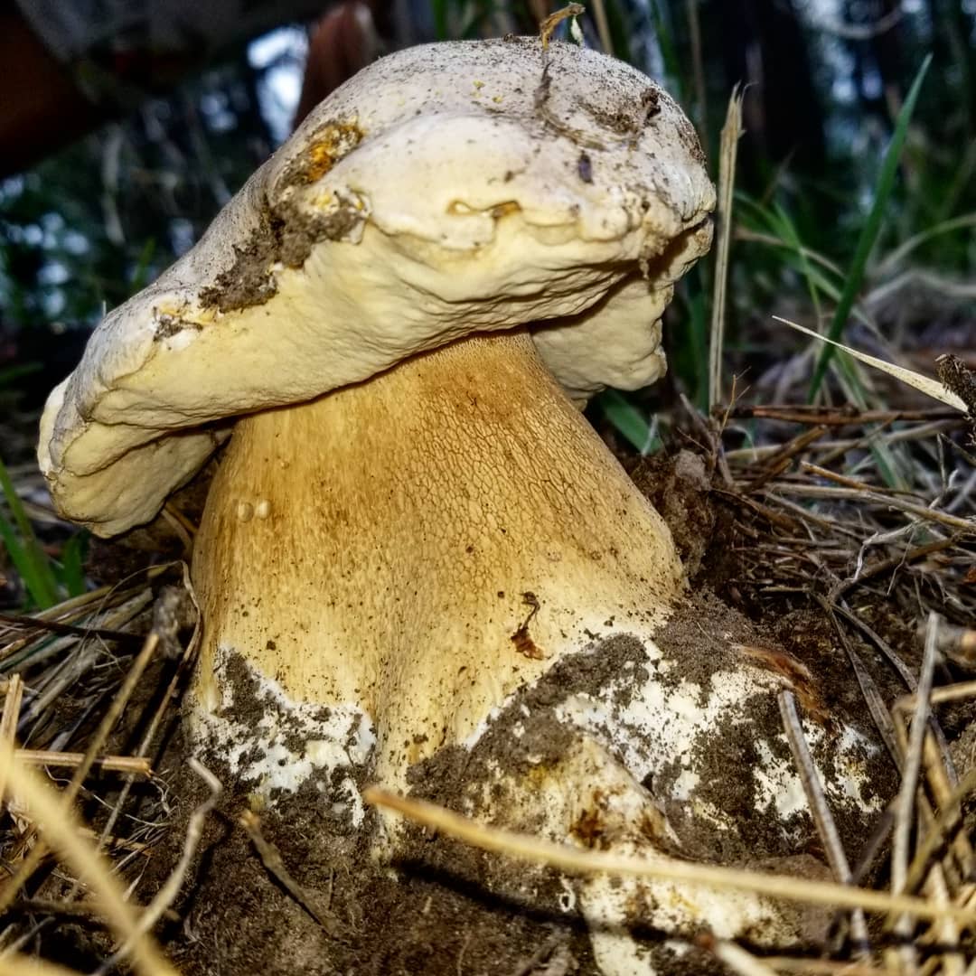 Сатанинский гриб - статный красавец с жутким именем - грибы собираем