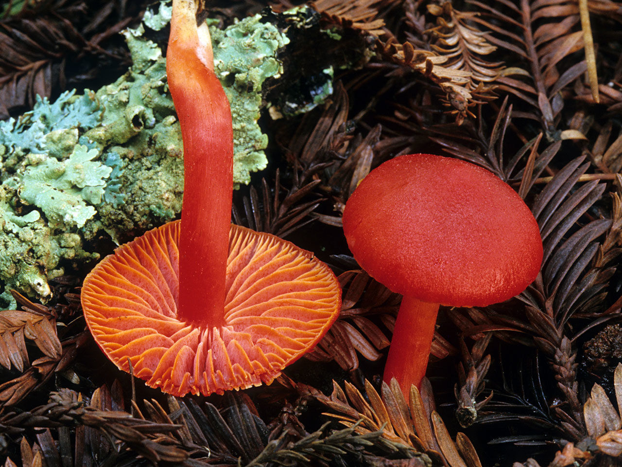 Саркосцифа алая (саркосцифа ярко-красная, пепица красная, sarcoscypha coccinea): как выглядит, где и как растет, съедобный или нет